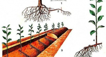 Jak množit třešně v létě řízkováním, zejména pěstováním a péčí o sazenice doma